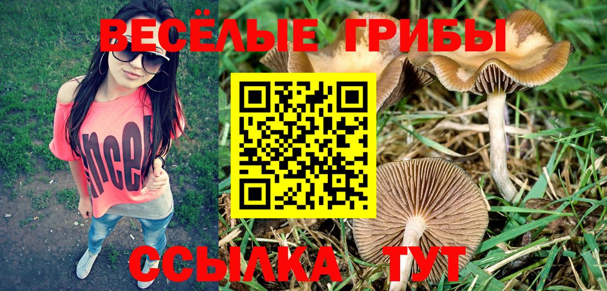 Галлюциногенные грибы Psilocybe  даркнет сайт  Псилоцибиновые грибы прущие грибы  Кольчугино  Вход с VPN 