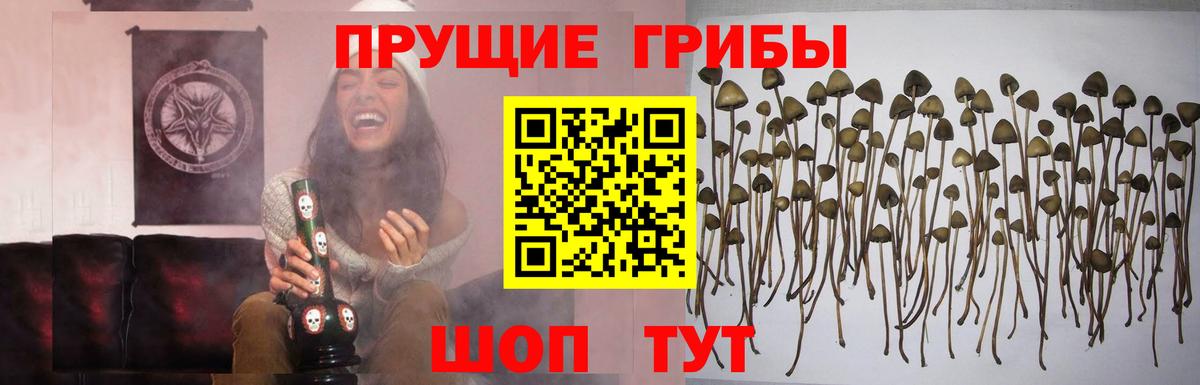 Псилоцибиновые грибы Psilocybe Кольчугино
